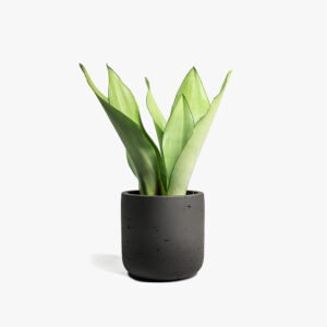 Nearly Natural Agave Succulent in Planter