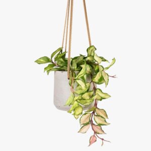 little jungle Hoya Krimson Princess Plant
