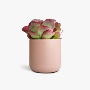 Echeveria Succulent with Large Modern Cylinder Pot