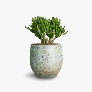 Lasaki Gloria Flower deep Jungle Ceramic Pots