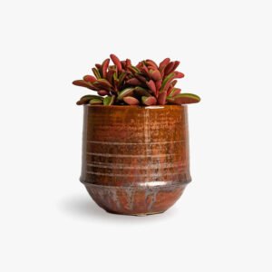 Mudfingers Peperomia Tricolor In Ceramic Pot